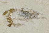 Three Cretaceous Fossil Shrimp Plate - Lebanon #107415-1